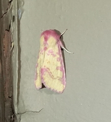 Psectrotarsia suavis