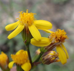 Senecio crassiusculus