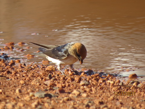 Petrochelidon ariel