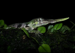 Anolis proboscis