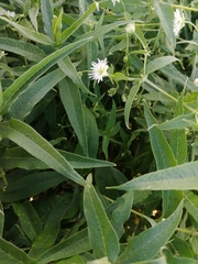 Stellaria radians