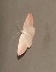 Drepanulatrix bifilata