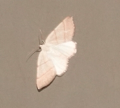 Drepanulatrix bifilata