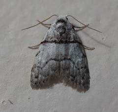 Nola pygmaeodes