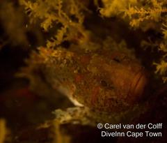 Coccotropsis gymnoderma