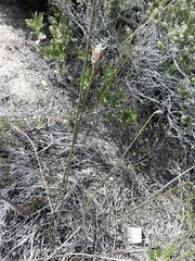 Hellmuthia membranacea