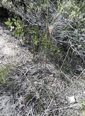 Hellmuthia membranacea