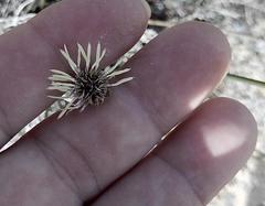 Hellmuthia membranacea