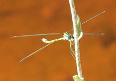 Lestes plagiatus