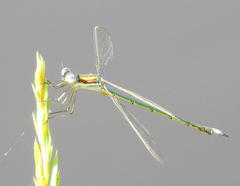 Lestes plagiatus