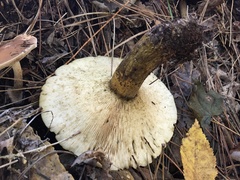 Lactarius sordidus