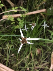 Rhynchospora nervosa