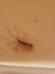 Scutigera coleoptrata
