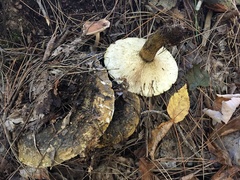 Lactarius sordidus