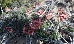 Indigofera porrecta porrecta