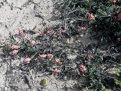 Indigofera porrecta porrecta