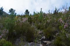 Erica diaphana