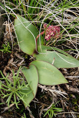 Ledebouria sandersonii