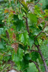 Betula pubescens pumila