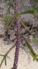 Melaleuca suberosa