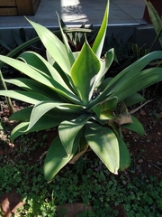 Agave