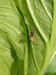 Cosmophasis umbratica