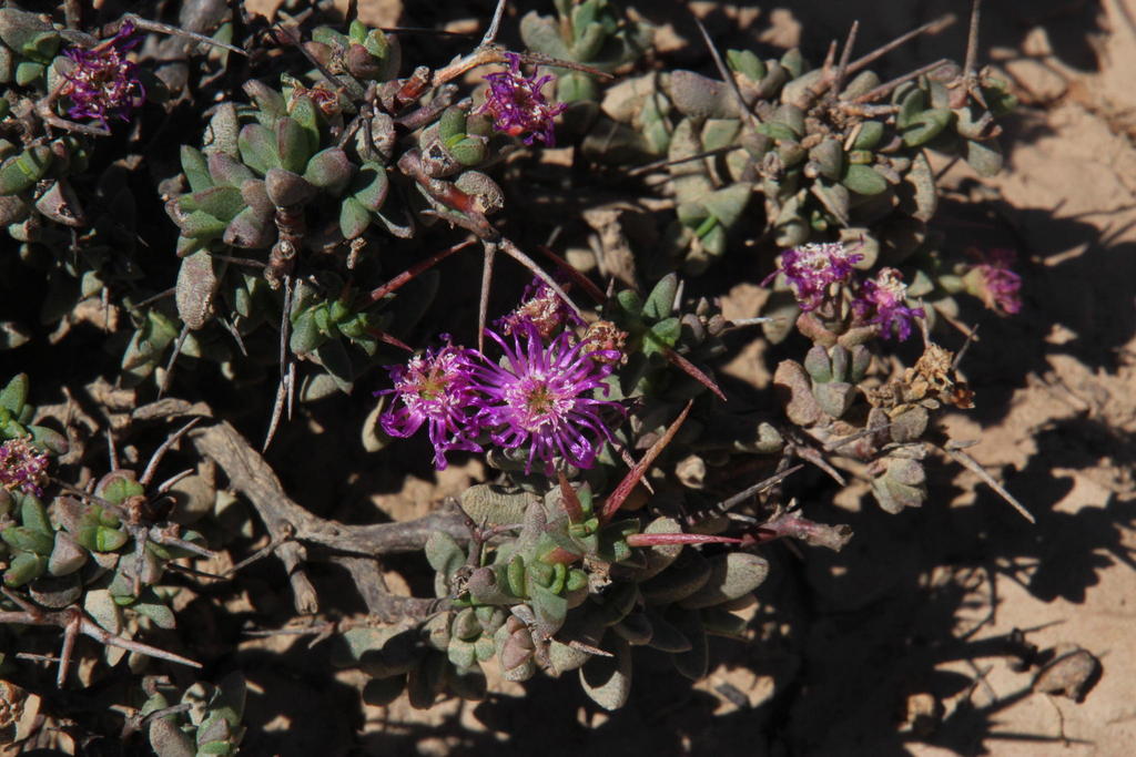 Ruschia densa