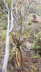 Aloe spicata