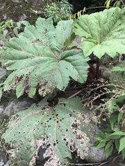 Gunnera insignis