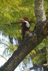 Halcyon smyrnensis