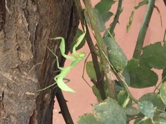 Rhombomantis tectiformis