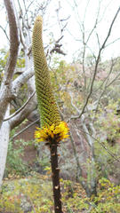 Aloe spicata