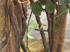 Rhombomantis tectiformis