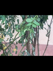 Rhombomantis tectiformis