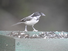 Poecile carolinensis