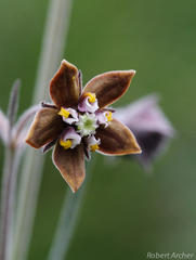 Aspidonepsis reenensis