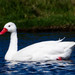 Coscoroba Swan - Photo (c) Ninosca Angel, some rights reserved (CC BY-NC), uploaded by Ninosca Angel