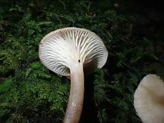 Pseudoarmillariella