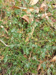 Chenopodium trigonon
