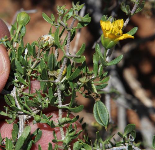 Whitestem Twinleaf (Roepera incrustata)