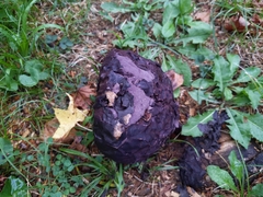 Calvatia cyathiformis