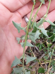 Chenopodium trigonon