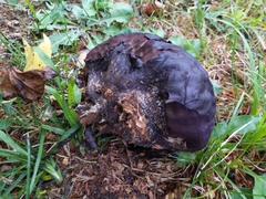 Calvatia cyathiformis
