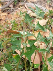 Chenopodium trigonon
