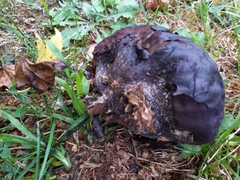Calvatia cyathiformis