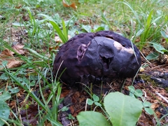 Calvatia cyathiformis