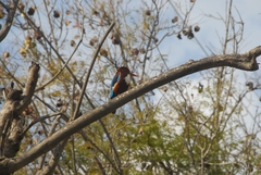 Halcyon smyrnensis