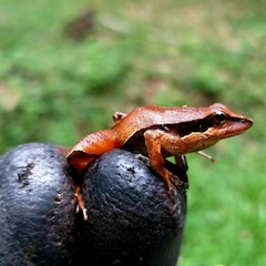 Physalaemus gracilis