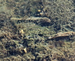 Atherinops affinis