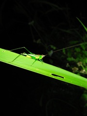 Conocephalus cognatus